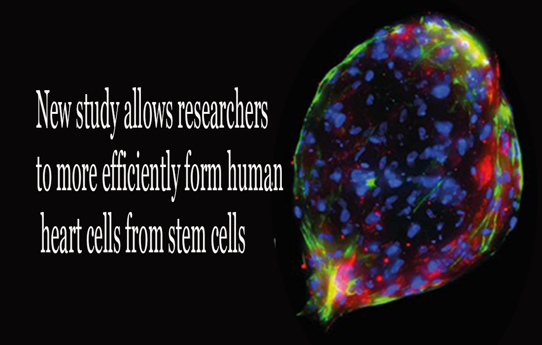 New study allows researchers to more efficiently form human heart cells from stem cells