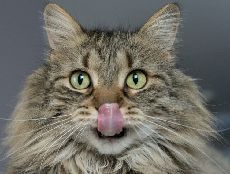 What medication flavors do cats prefer? Science says none