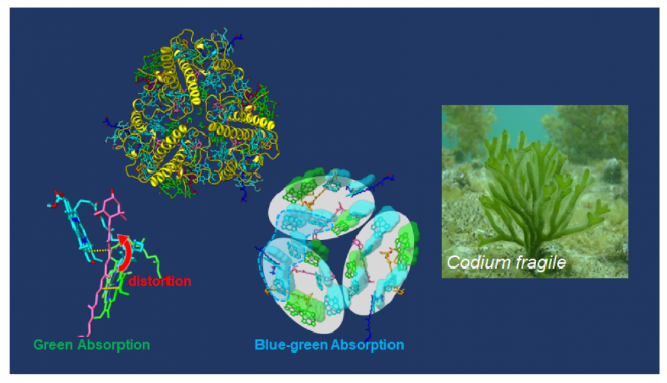 marine green macroalga Codium fragile