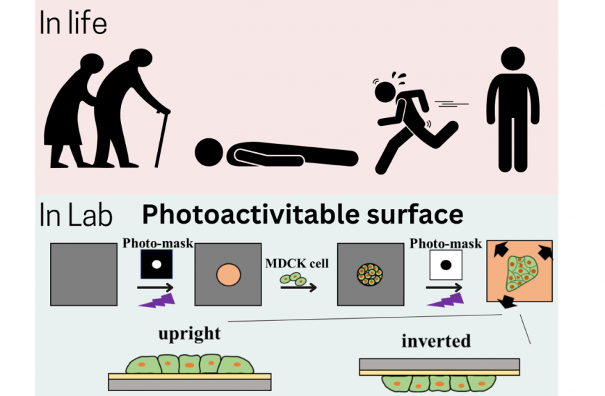 Face-down: Gravity’s effects on cell movement