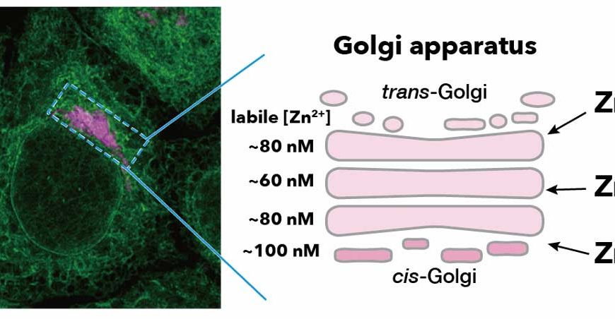 Researchers Shed Further Light onto Zinc Homeostasis in Cells