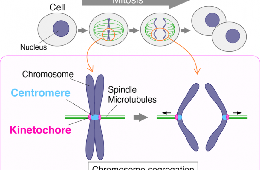 Researchers identify a protein central for separating genetic material into daughter cells during cell division