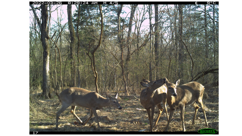 Ticks may be able to spread chronic wasting disease among deer