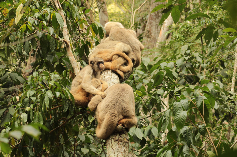 Researchers are using monkey poop to learn how an endangered species chooses its mates