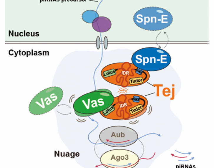 Protein protectors of fertility