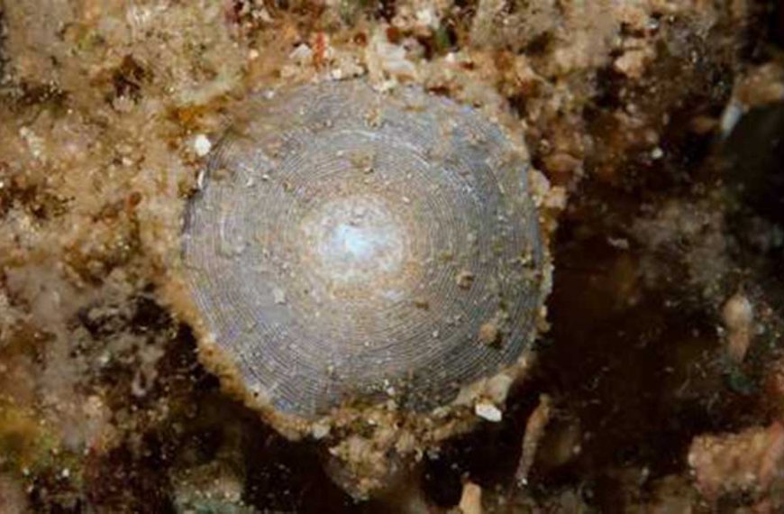 New Species of Foraminifer Discovered in the Benthic of Ryukyu Islands