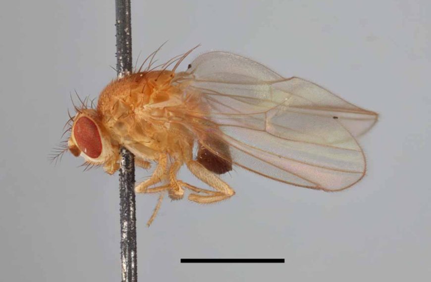 200-year-old DNA helps map tiny fly’s genetic course to new lands, modern times