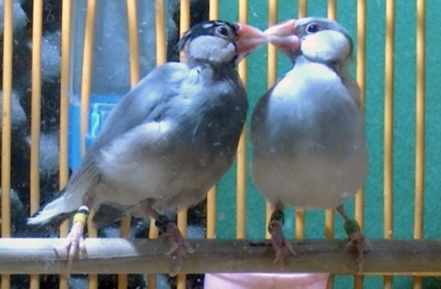 Java Sparrows in Love Show enhanced eyerings