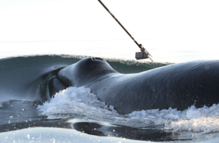 Long-distance relationships revealed in the seemingly random behavior of bowhead whales