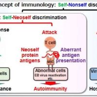 basic immunology