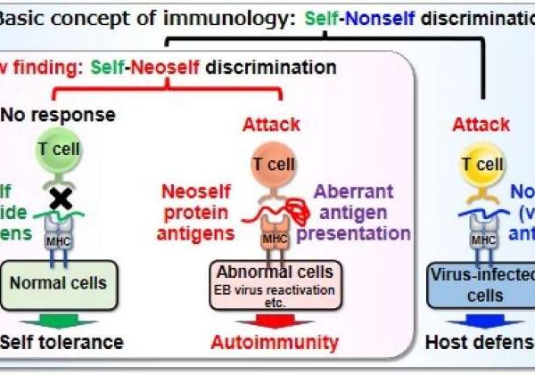 Neoself-antigens induce autoimmunity in lupus