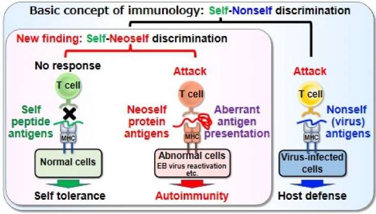 Neoself-antigens induce autoimmunity in lupus