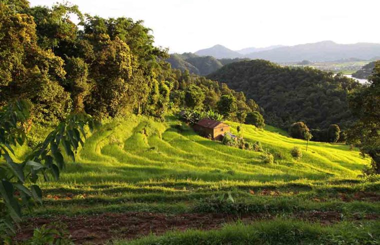 himalayan agroecology libird