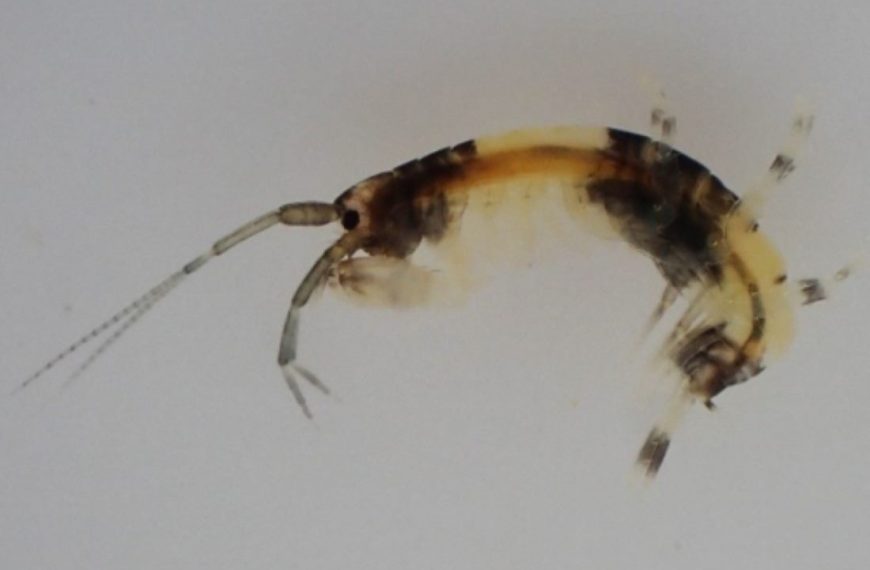 Crustacean with panda-like coloring confirmed to be a new species