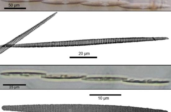 wo Pseudo nitzschia species found in Luzon