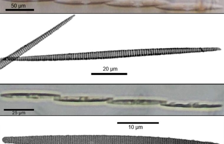 wo Pseudo nitzschia species found in Luzon