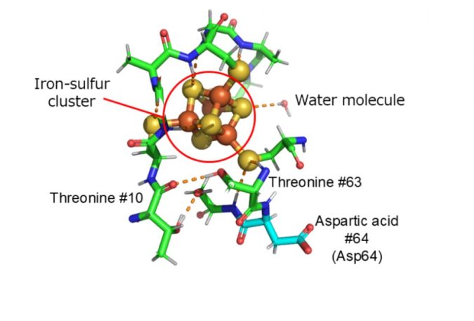 iron sulfure cluster