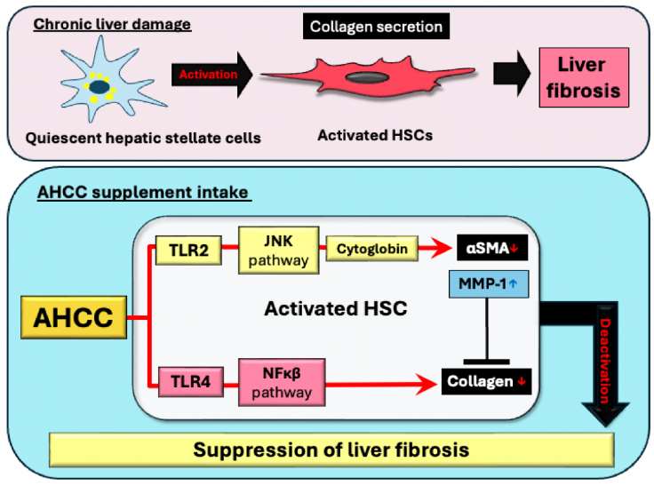 Shiitake-derived functional food shows suppression of liver fibrosis progression