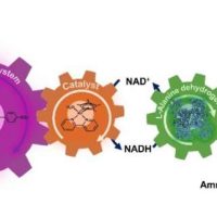 photoredox system