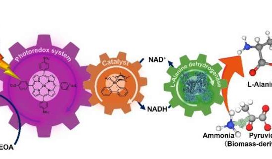 photoredox system