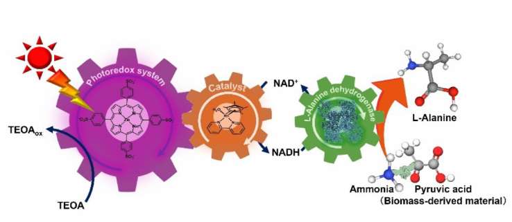 Biodegradable nylon precursor produced through artificial photosynthesis