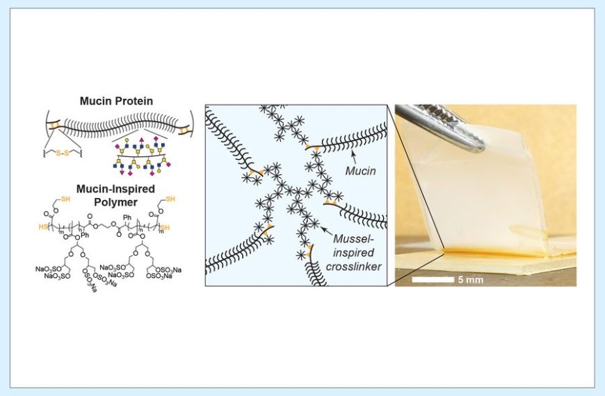 Engineers turn the body’s goo into new glue