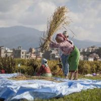 farmers harvesting