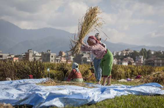 farmers harvesting